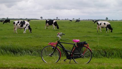 drooderfiets and cows