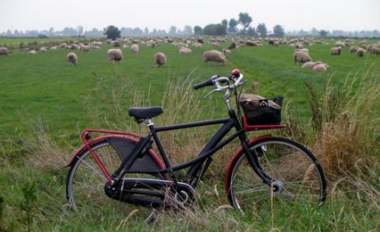 drooderfiets and sheep