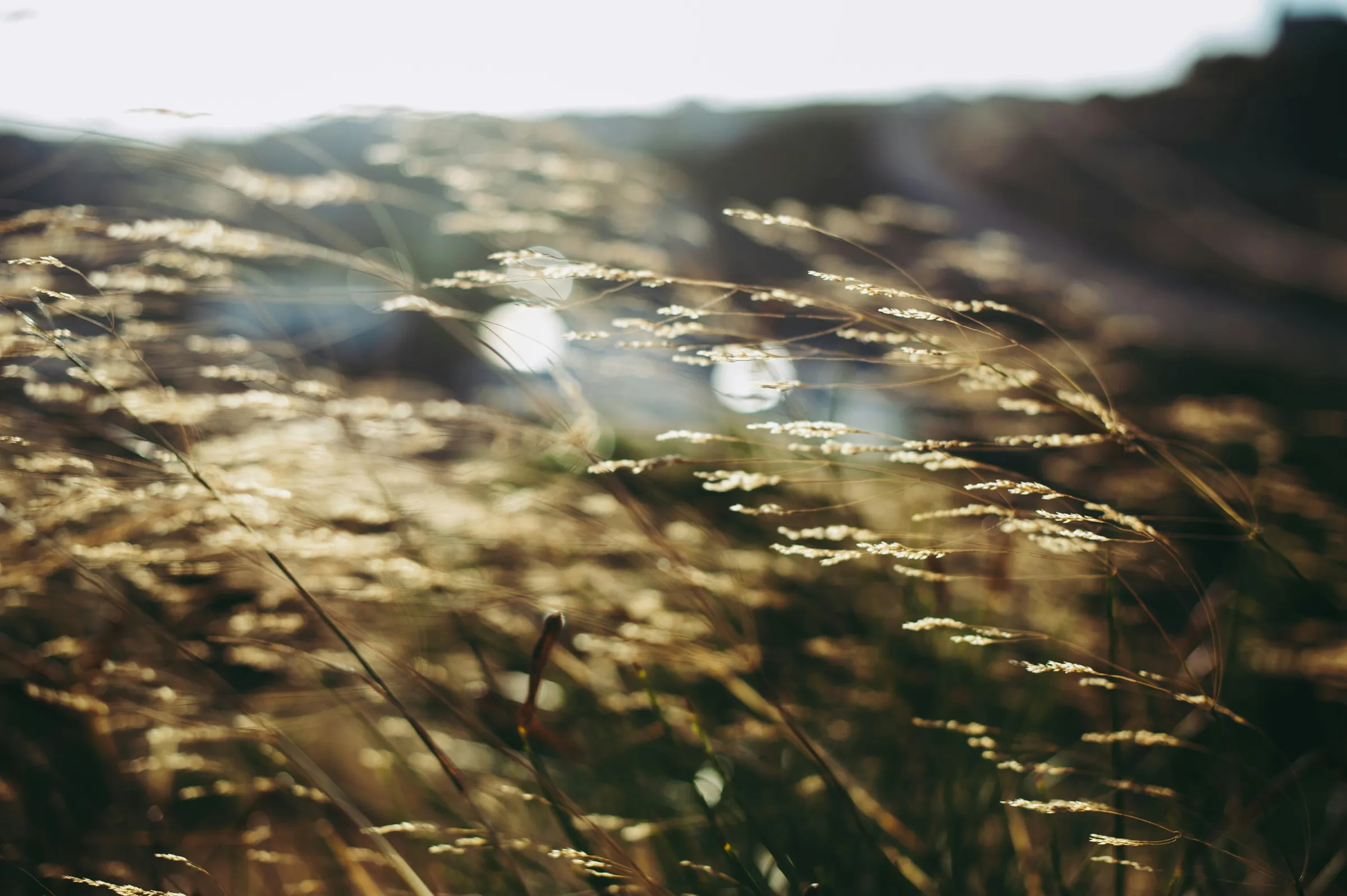 Wind is playing with the grass and they are dancing and enjoying the magical moment in their lives. Tinos, Greece